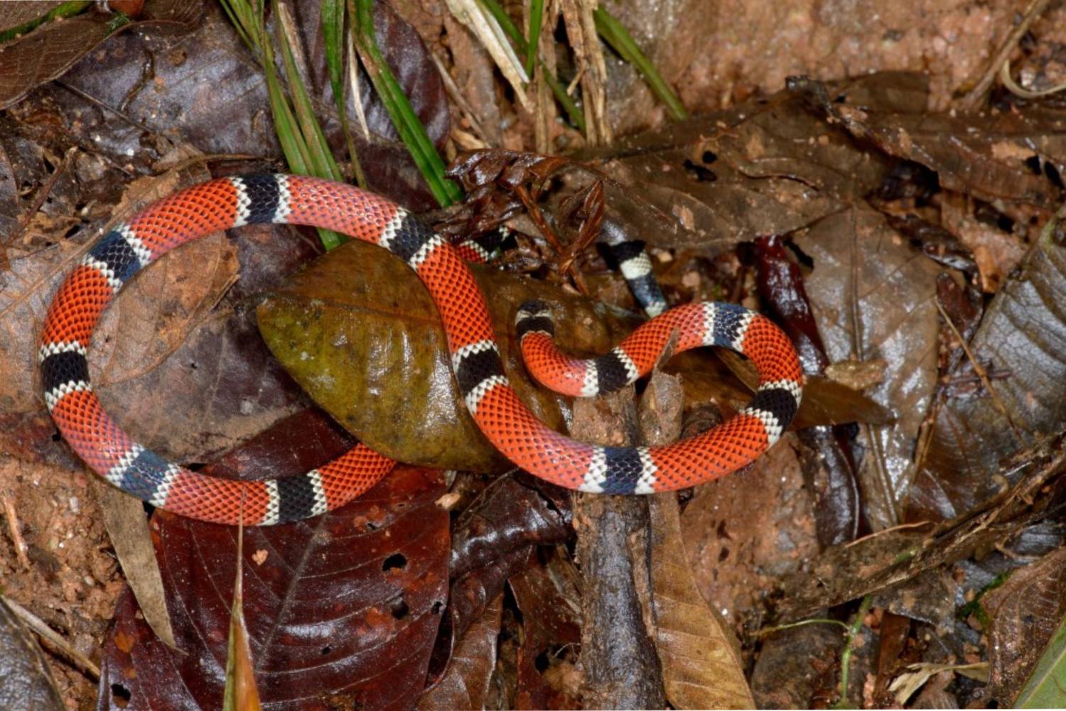 l_candisani_reserva_votorantim-132 (1) (1)