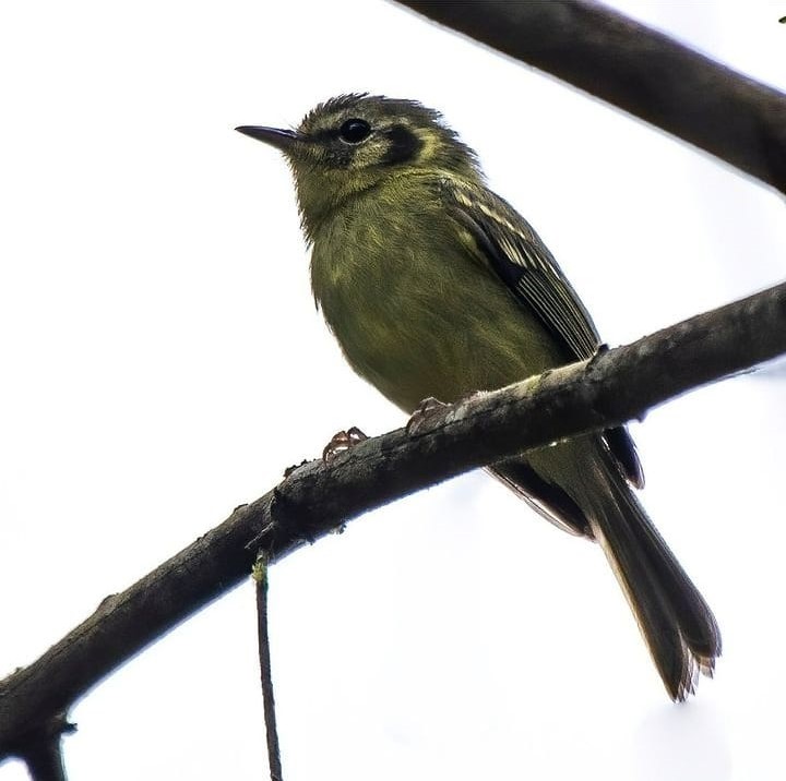 global-big-day_maio_2022_nao-pode-parar-_phylloscartes-paulista_luiz-ramassotti