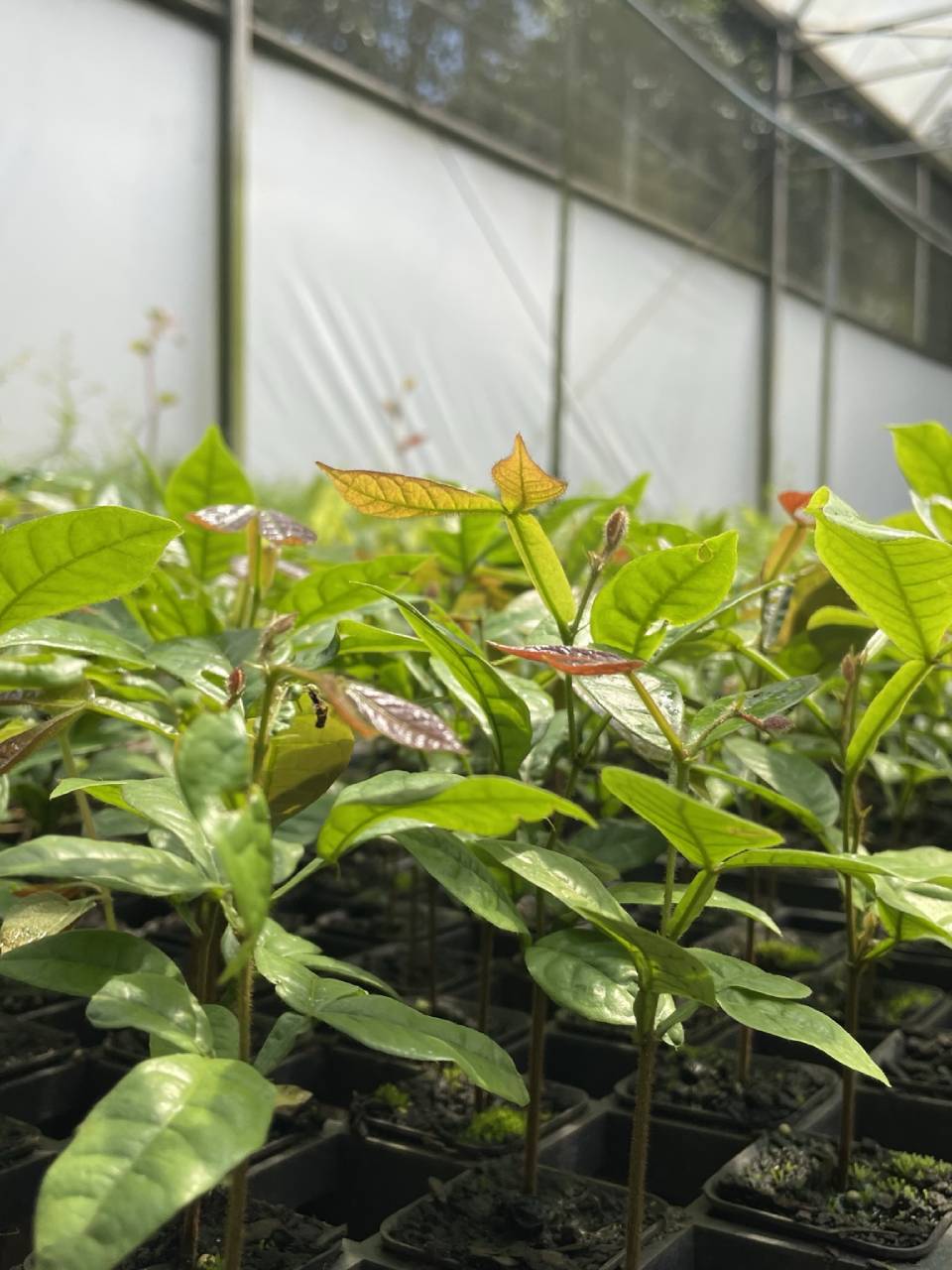 pleroma-clavatum (1)