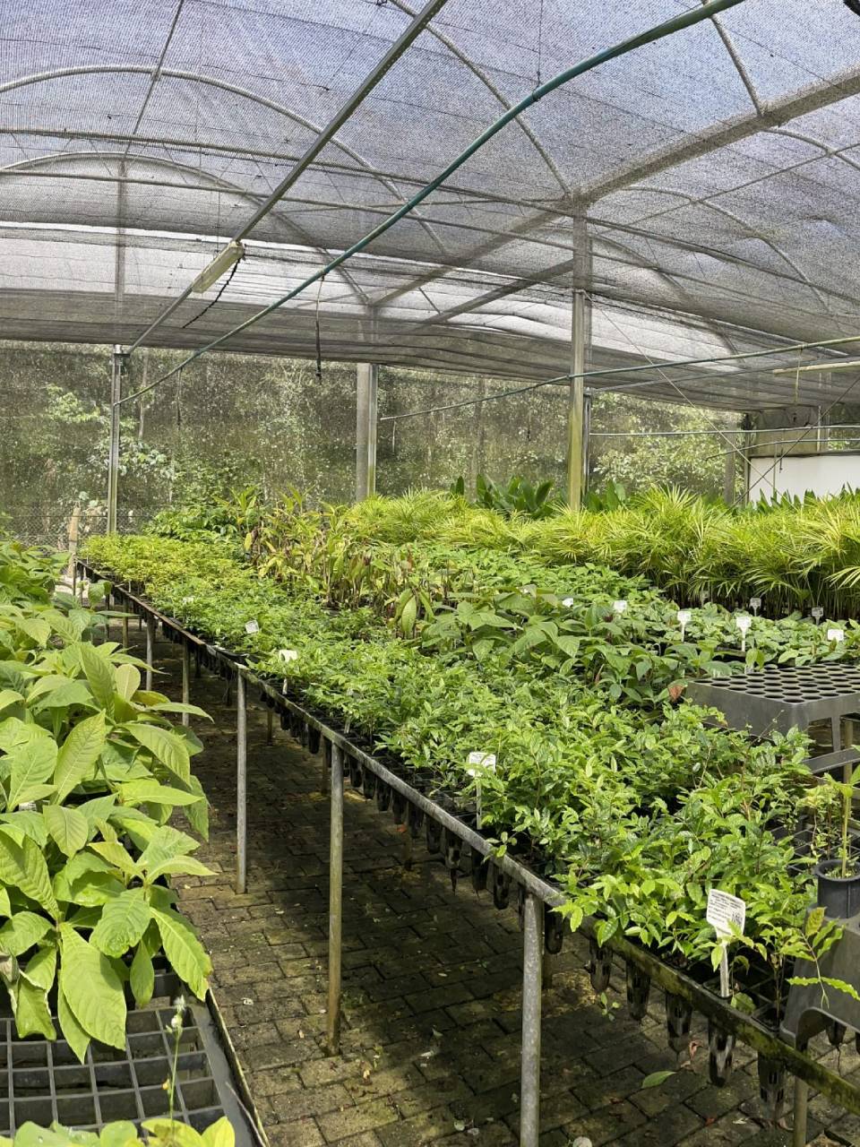 pleroma-clavatum (2)