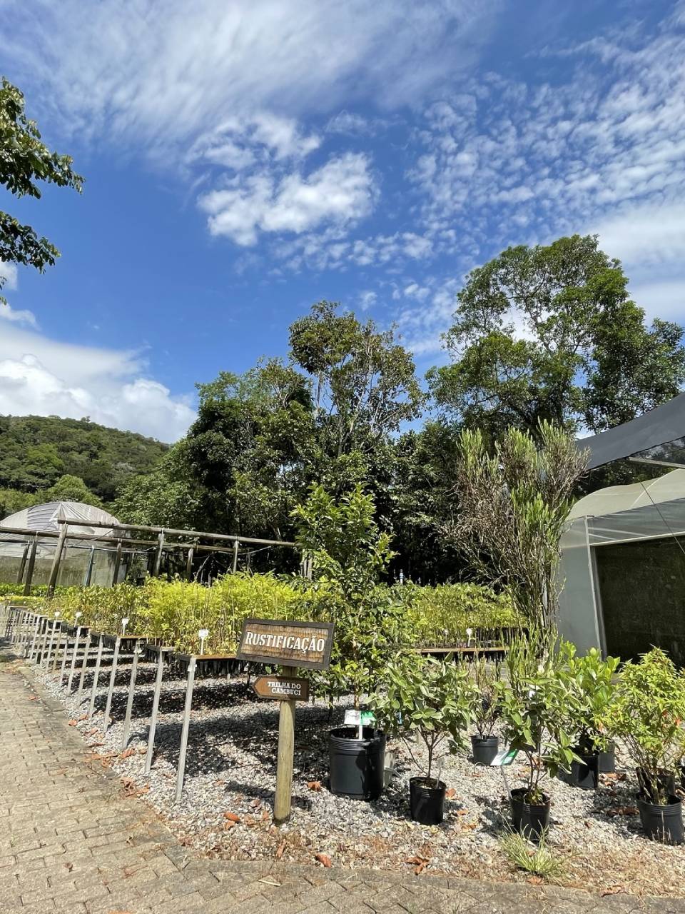 pleroma-clavatum (3)