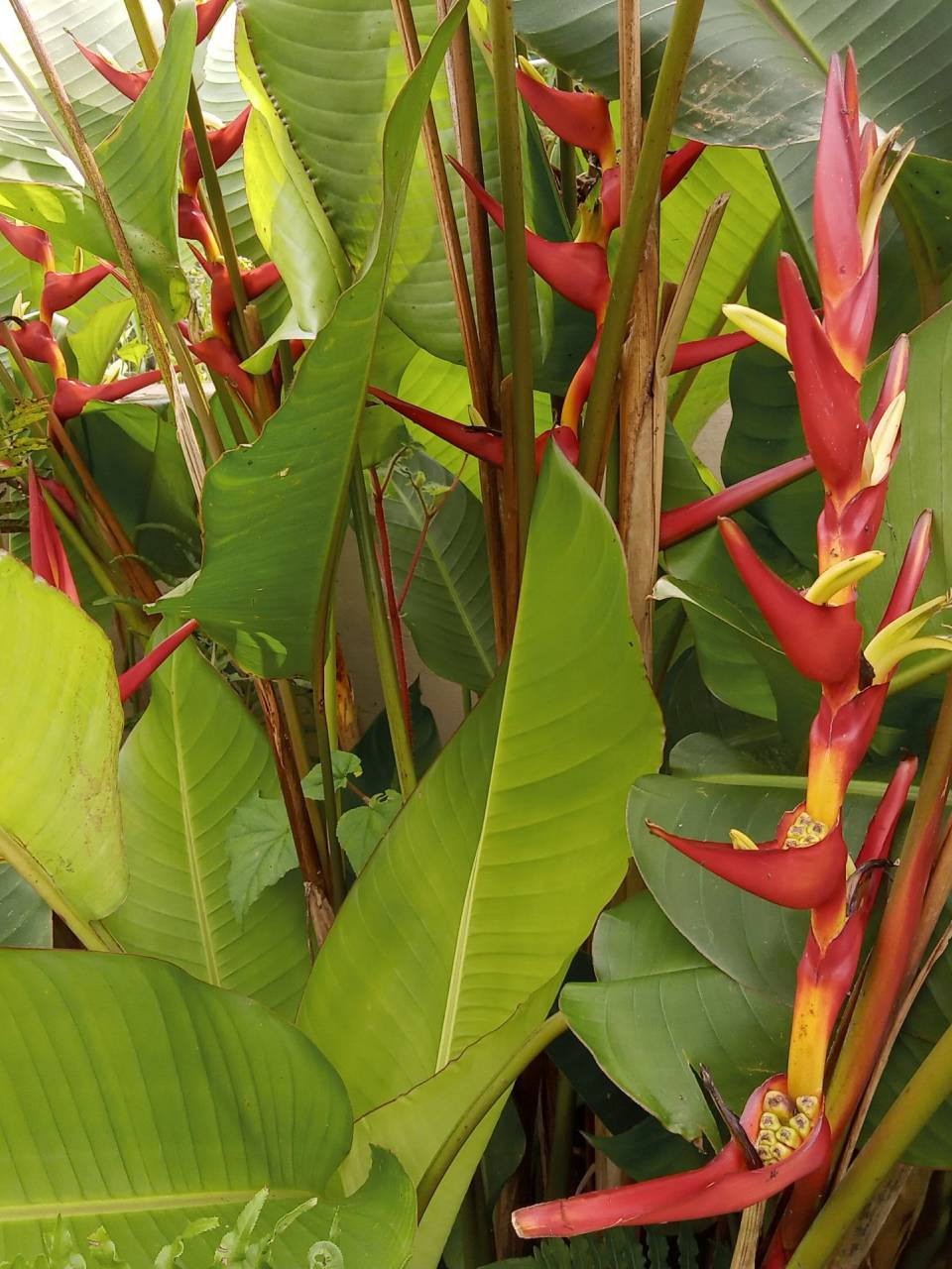 pleroma-clavatum (4)