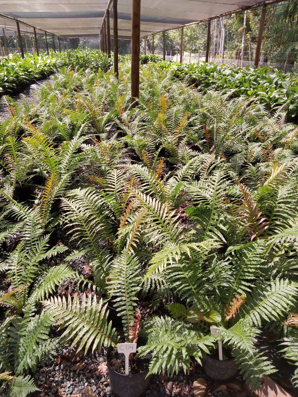 pleroma-clavatum (5)