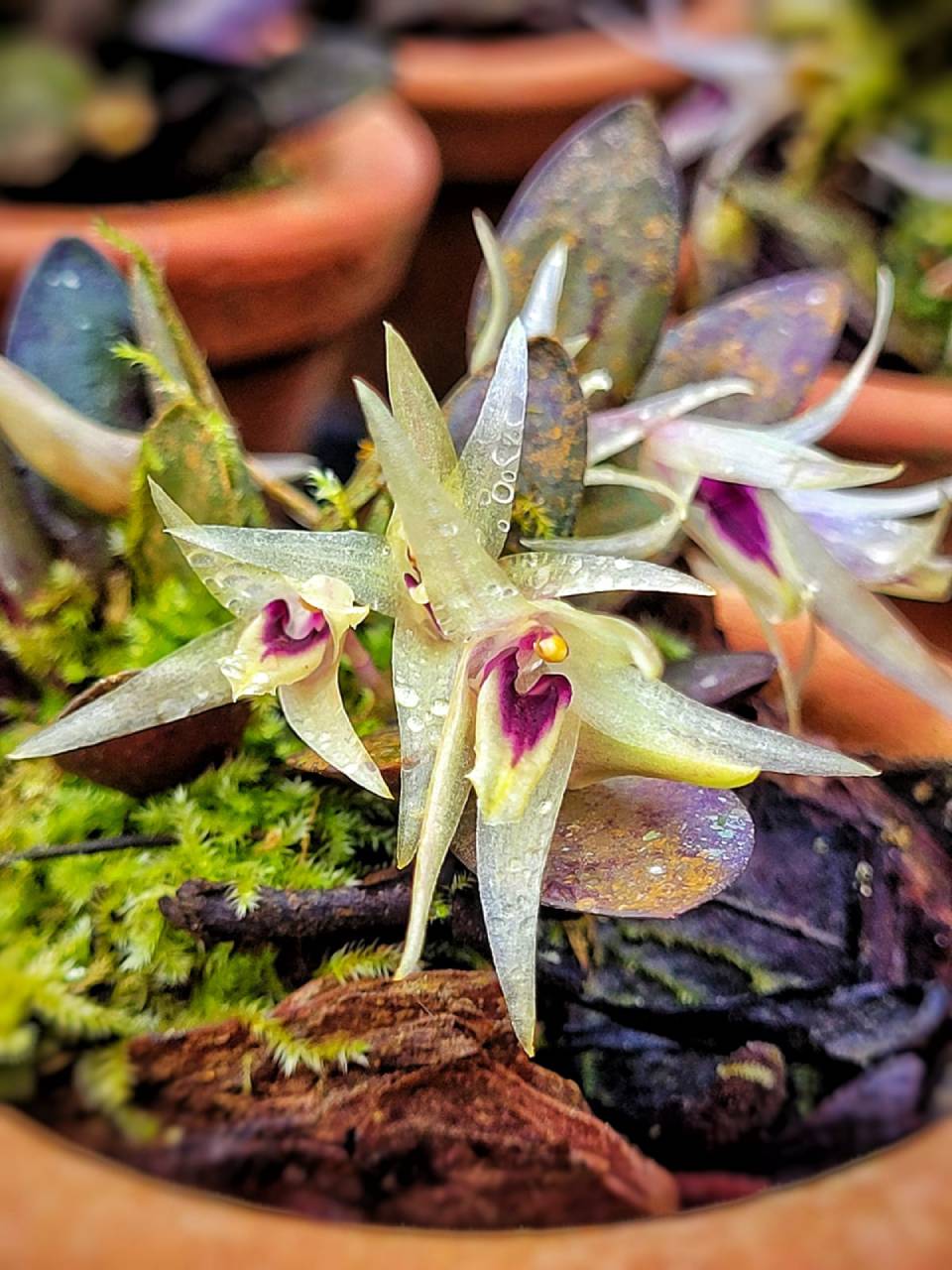 pleroma-clavatum (6)